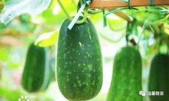 鲁山之窗大型吃瓜,大型吃瓜盛宴，揭秘幕后真相