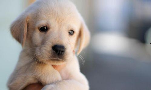 狗子可可吃凉瓜,狗子可可的凉瓜美食之旅