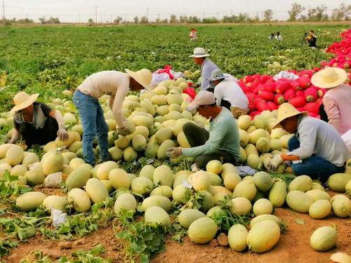 新疆网红吃瓜,瓜香四溢,瓜味无穷