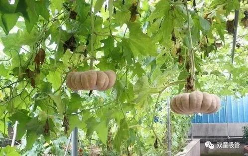 路灯下吃瓜模式,揭秘路灯下吃瓜的独特魅力