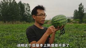 河南农村吃瓜视频,瓜田飘香,欢乐满溢